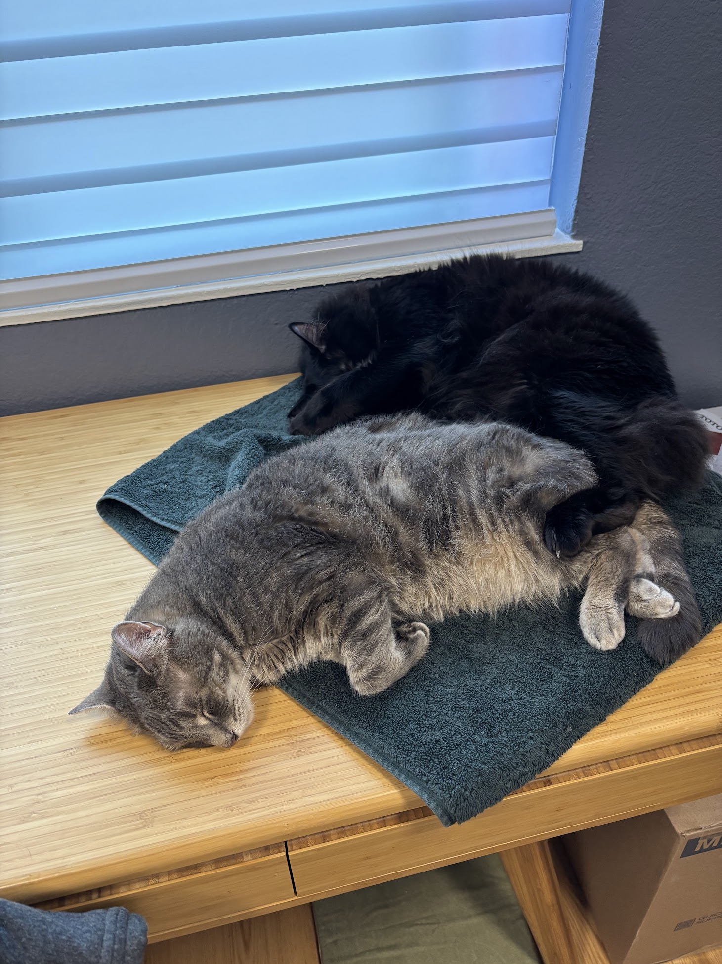 Ollie and Sammy photo